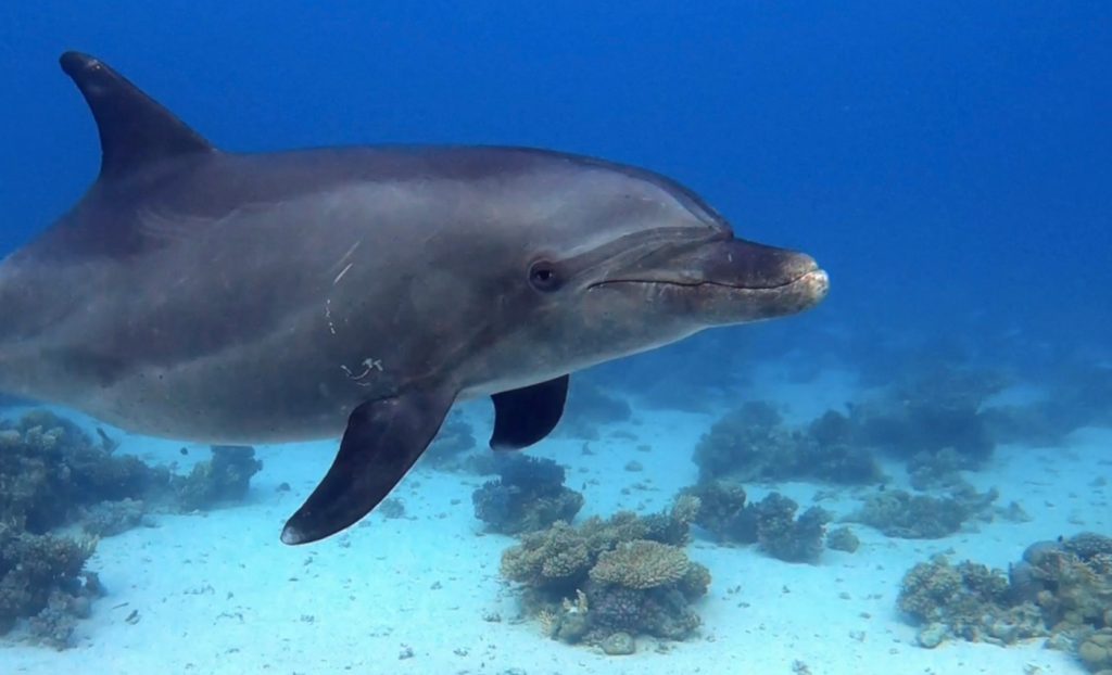 delfin nariz de botella mar rojo