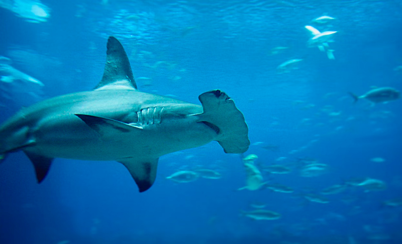 tiburon martillo mar rojo