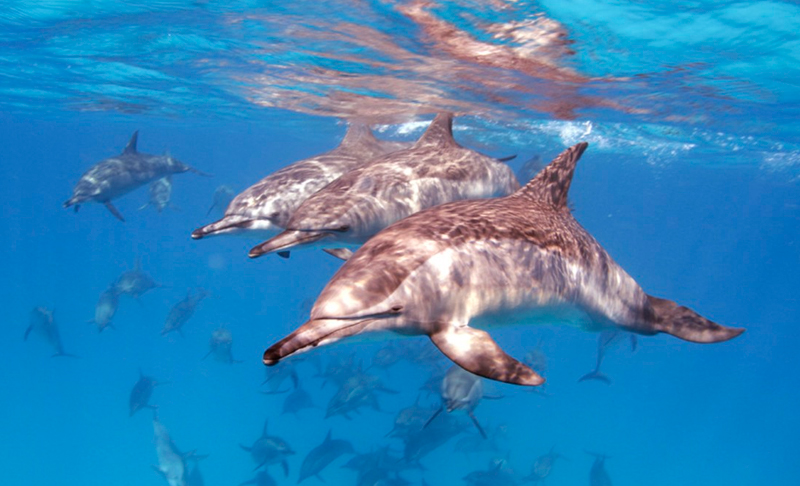 delfines vidaabordo noviembre mar rojo