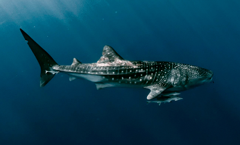 tiburon ballena mar rojo