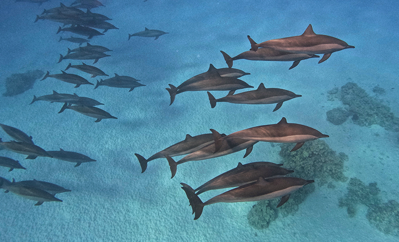delfines giradores mar rojo
