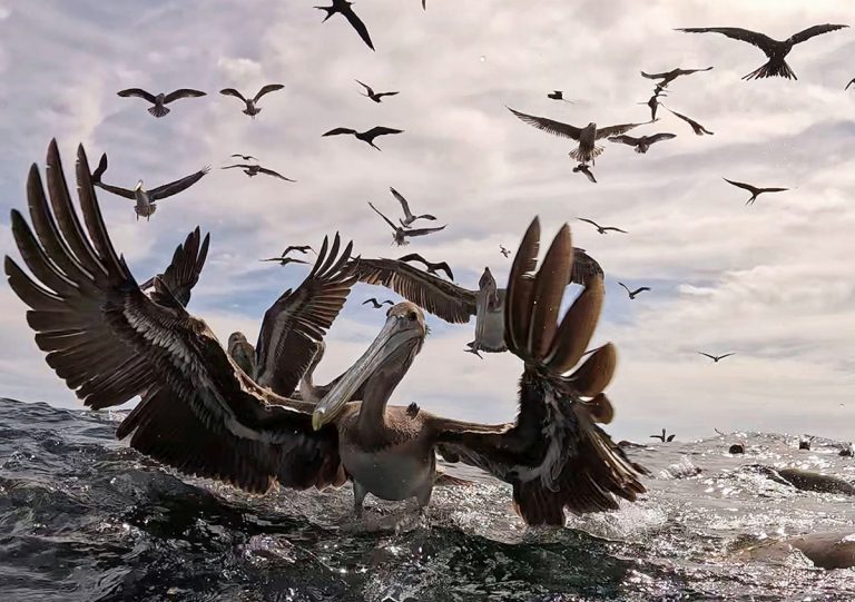 sardine run baja california viaje en grupo longimanus trips