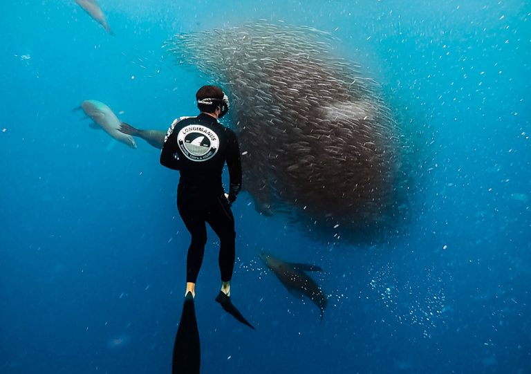 sardine run baja california mexico