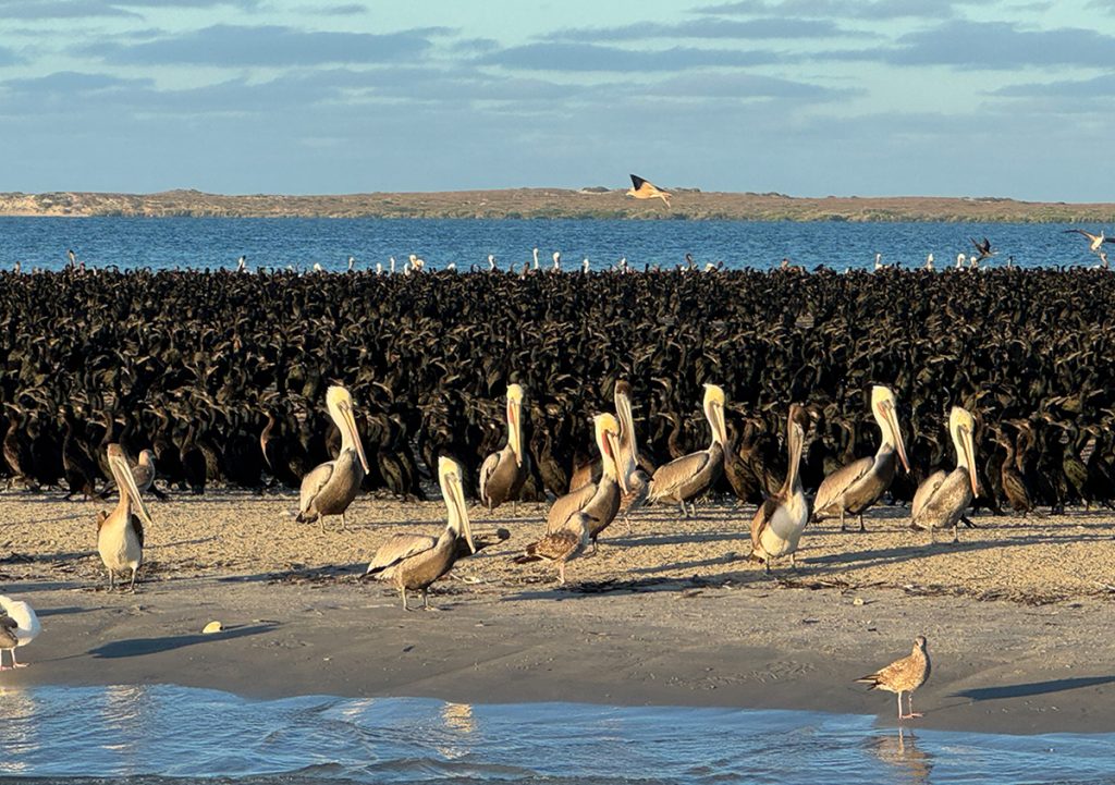 sardine run baja california viaje en grupo longimanus trips