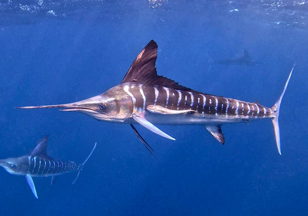 sardine run baja california viaje en grupo longimanus trips