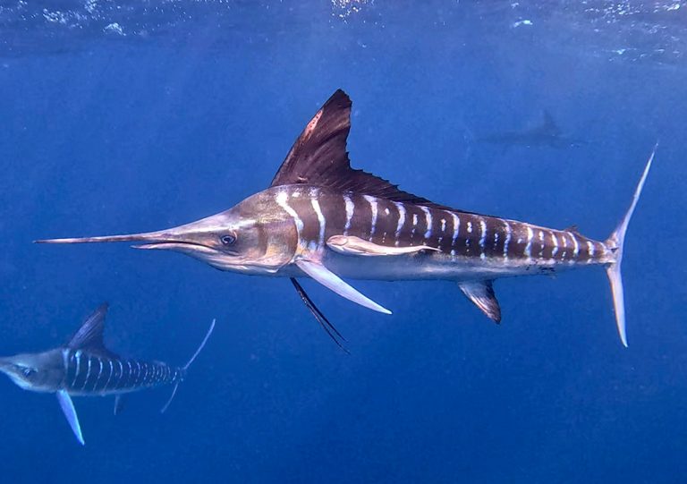 sardine run baja california viaje en grupo longimanus trips
