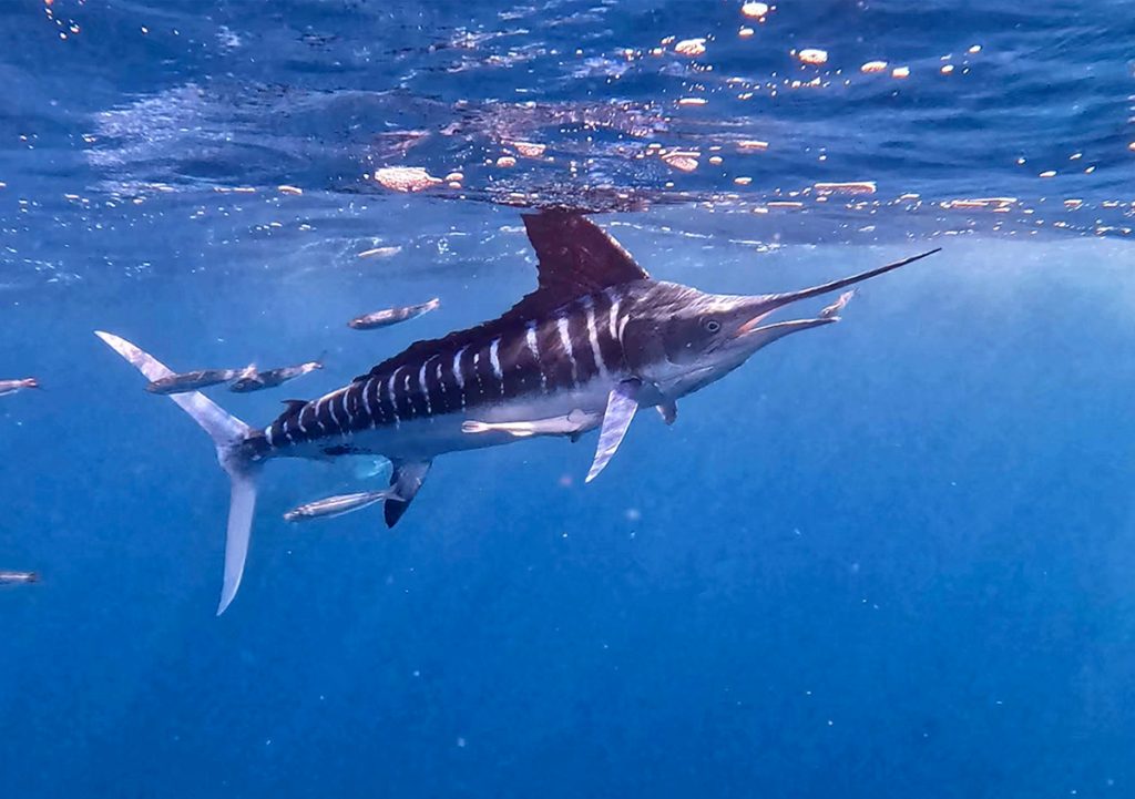 sardine run baja california viaje en grupo longimanus trips