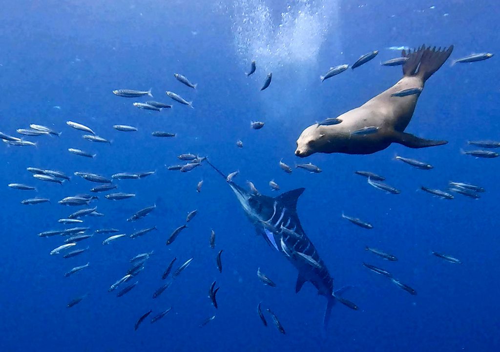 sardine run baja california viaje en grupo longimanus trips