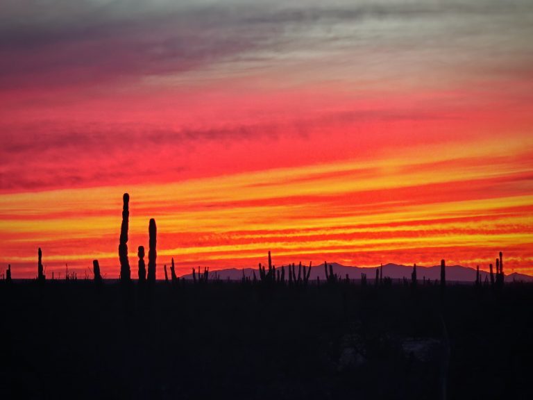 sardine run baja california viaje en grupo longimanus trips