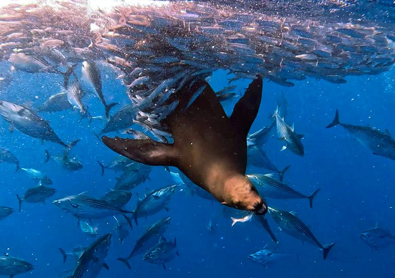 sardine run baja california mexico