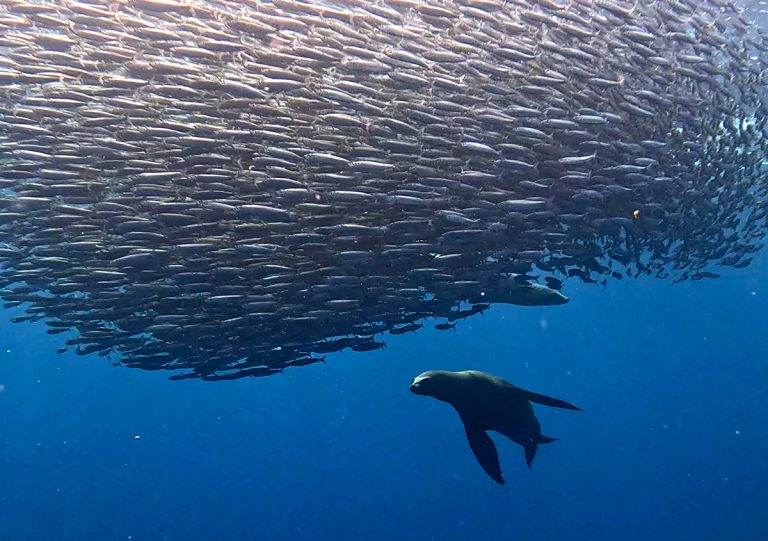 sardine run baja california mexico