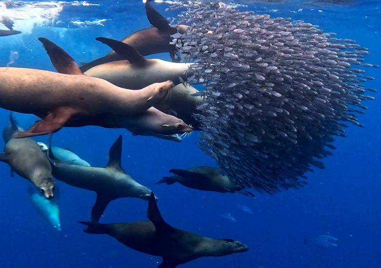 sardine run baja california mexico