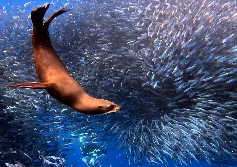 sardine run baja california mexico