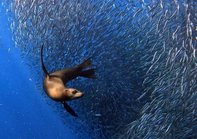 sardine run baja california mexico