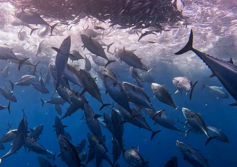 sardine run baja california mexico