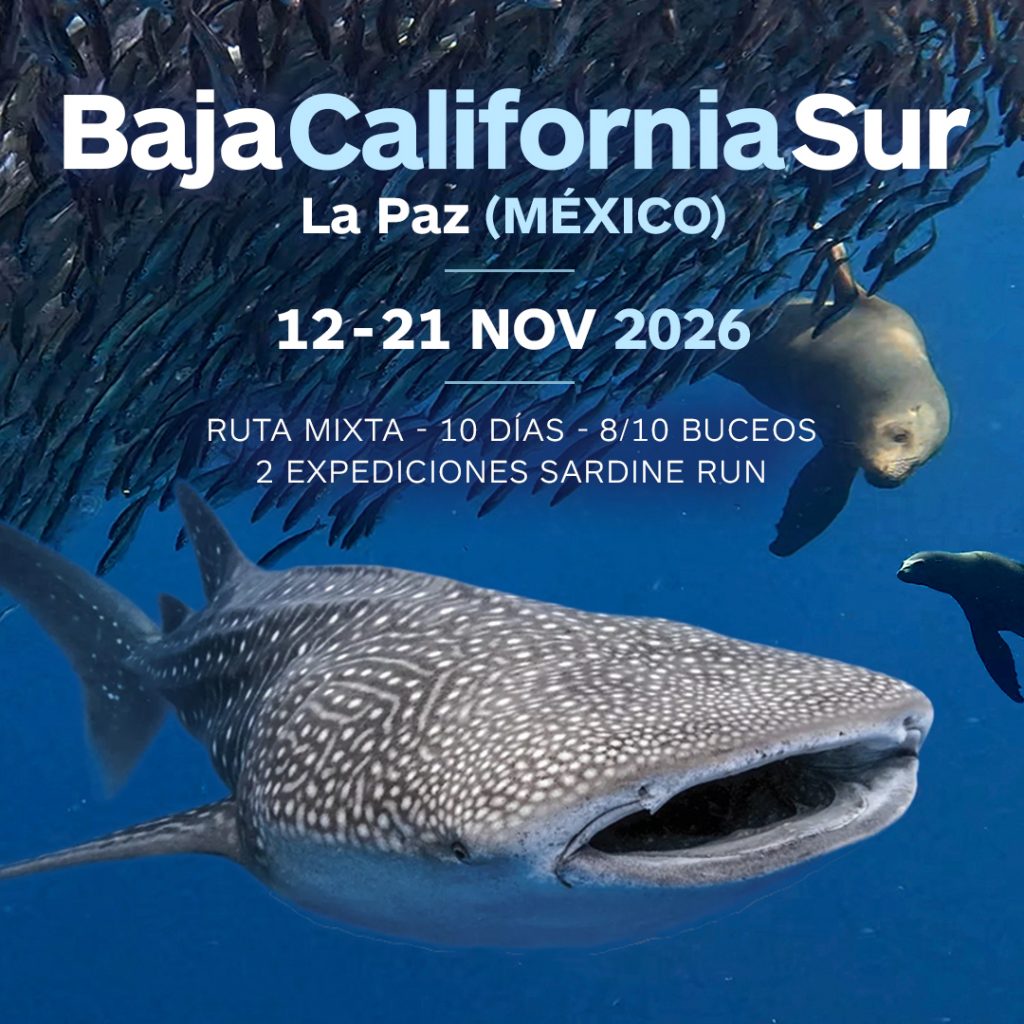viaje de buceo baja california sur noviembre 2026