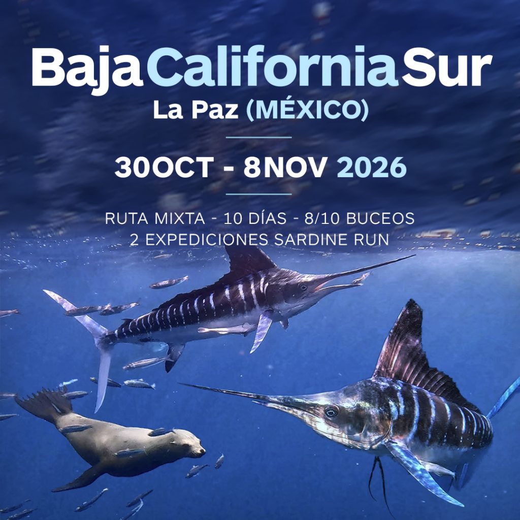 viaje de buceo baja california sur octubre 2026