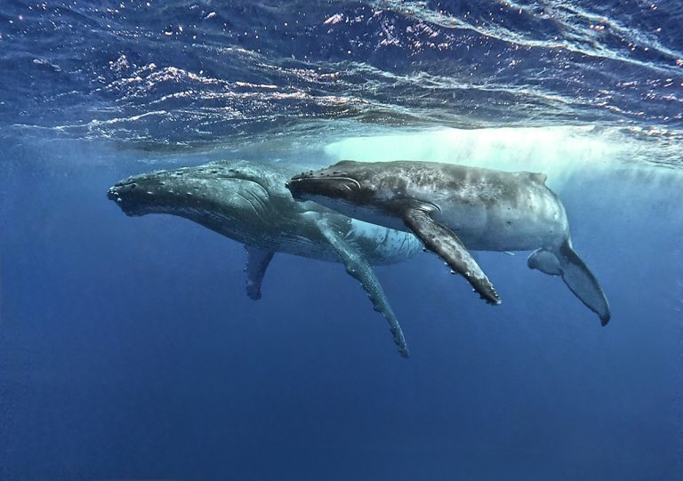 ballenas en moorea